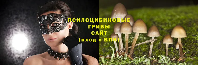 Галлюциногенные грибы Cubensis Каменка